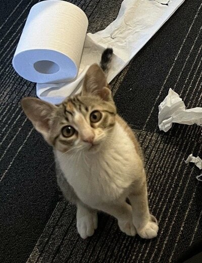 こちらを見上げる猫
