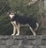 スーパーで2年近く野良生活をしていた犬。71日間にわたる保護活動の末、新たな家族と幸せに暮らす物語に感動