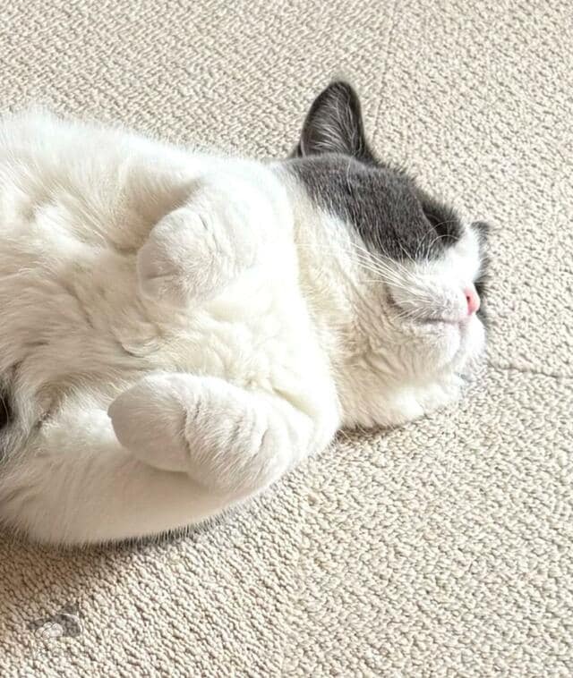 掃除の後に猫を見ると　まさかの格好に思わず笑ってしまう