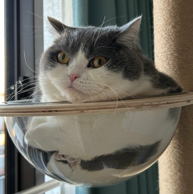「おててかわいくないですか？」ボウルから溢れ出る猫の前足に飼い主も悶絶