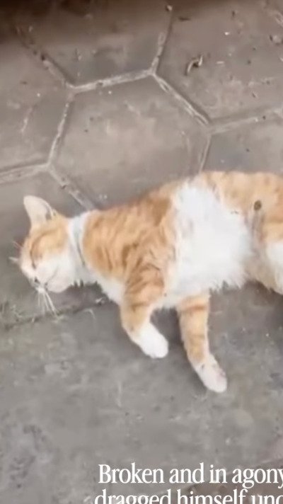 【保護猫】路上でひき逃げされ命の危機にあった子猫　保護され「奇跡の回復を遂げる様子」に反響