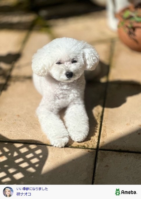 出所：研ナオコのAmebaブログ　参照日：2025年9月24日