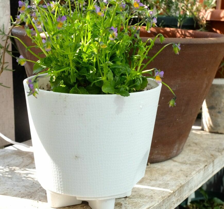 筆者撮影／ダイソー、組み立て植木鉢