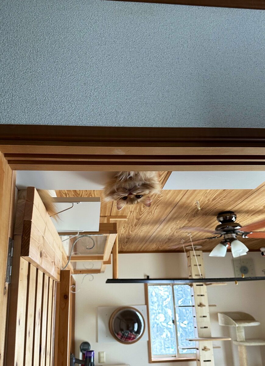 出所：@NEKOLAND13