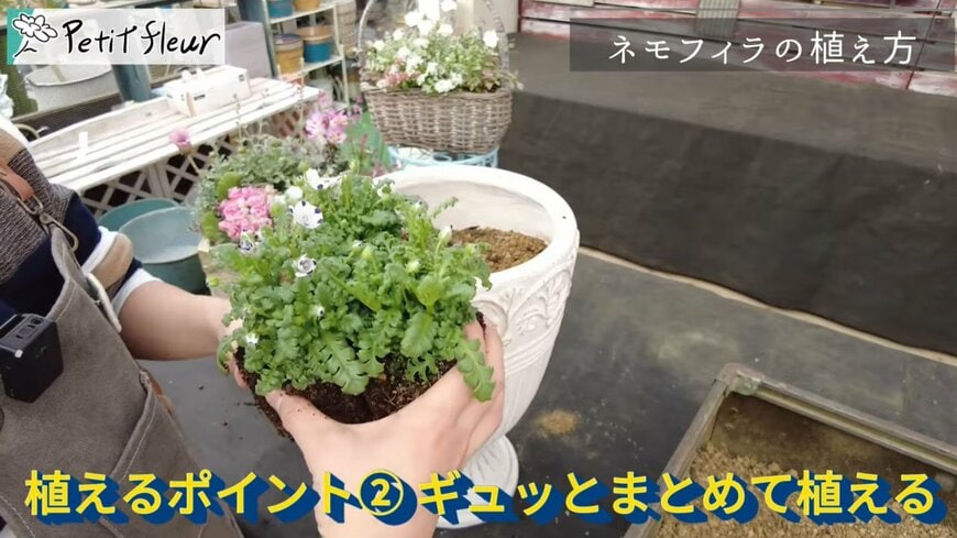 出所：@petit_fleur