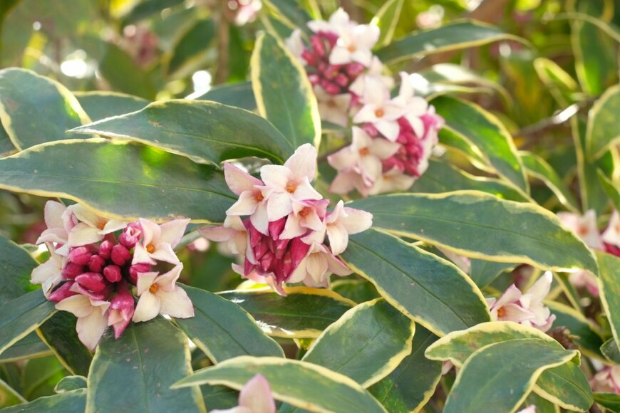 shepherdsatellite/shutterstock.com