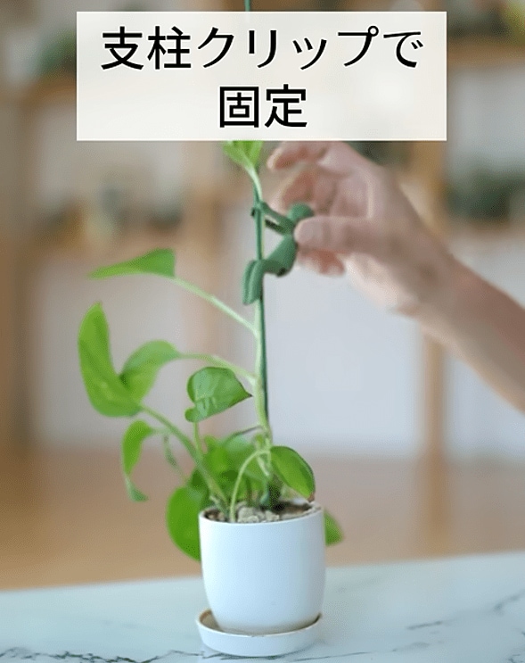 出所：@kurumidorichannel