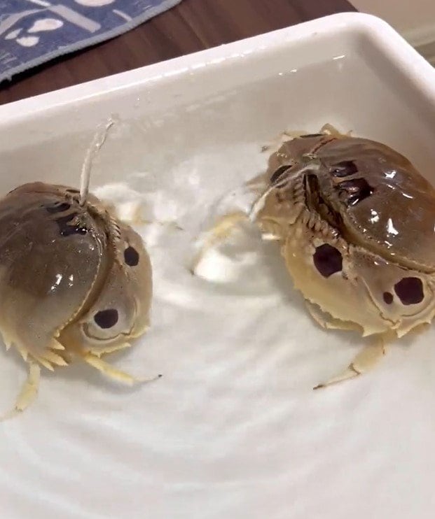 出所：@K_theHermit