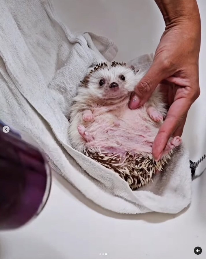 出所：＠uzura_moz.uku