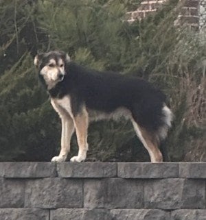 スーパーで2年近く野良生活をしていた犬。71日間にわたる保護活動の末、新たな家族と幸せに暮らす物語に感動