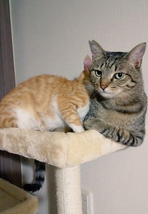 出所：@mero627puri914