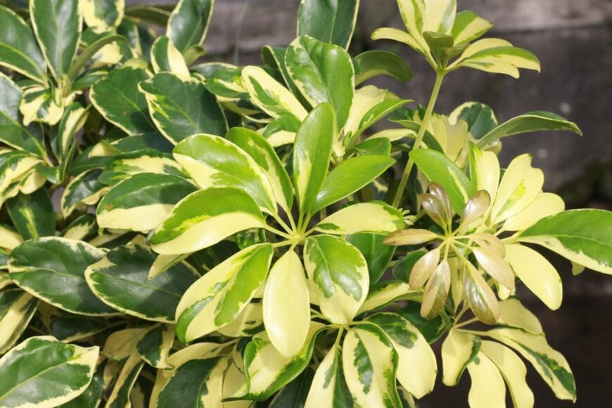 Galeh Nur Wihantara/shutterstock.com