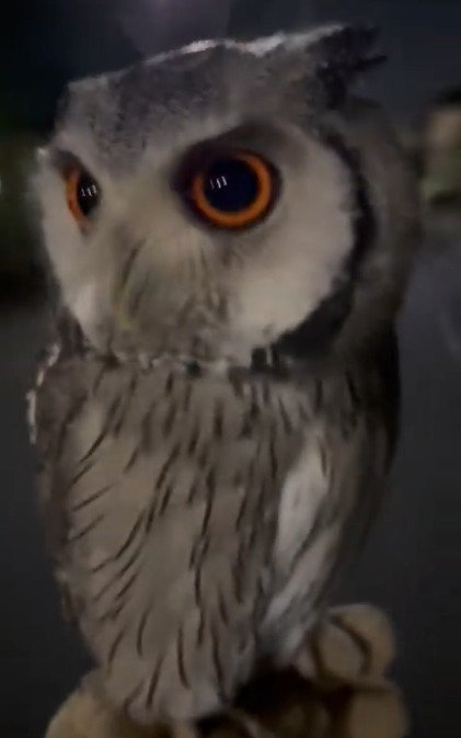 出所：@purinon2929k