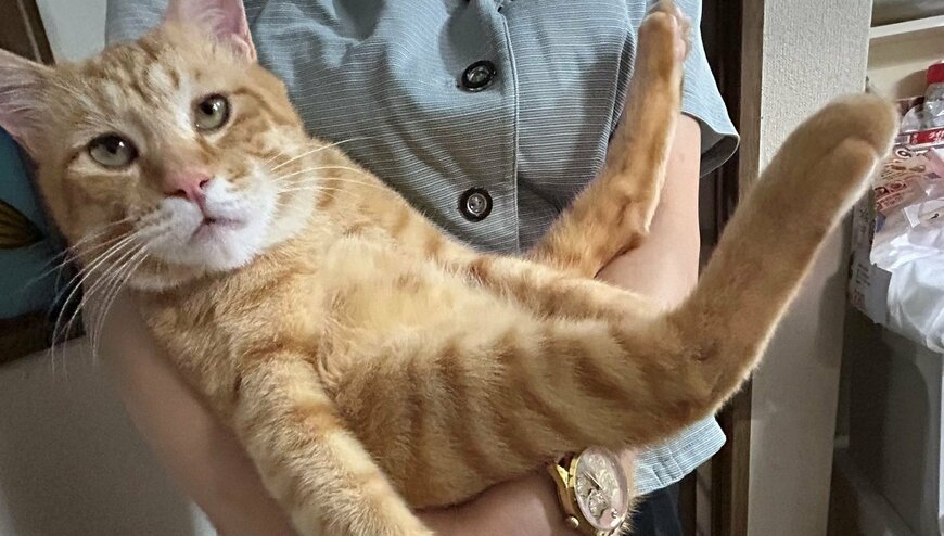 出所：@Beercat_Ana_Dar