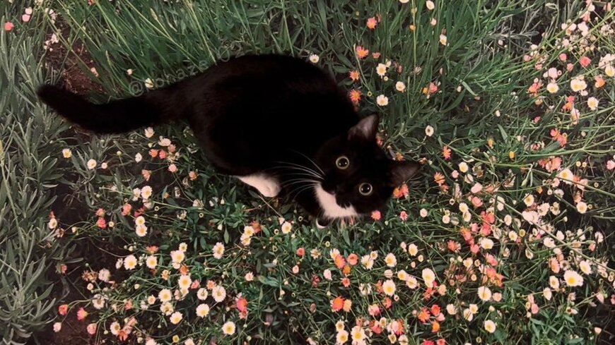 まるで名画！お花に囲まれている猫ちゃんに14万を超えるいいね　「かわいい」「奇跡みたい」と話題