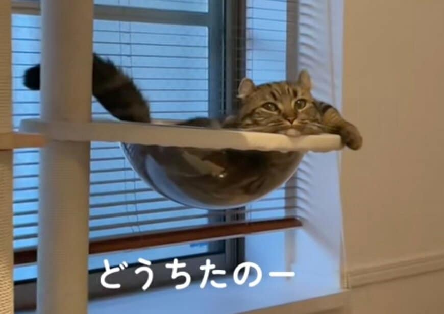 【どうした？】不思議なポーズの「しゃくれ猫」が話題「最後の表情がたまらん」の声