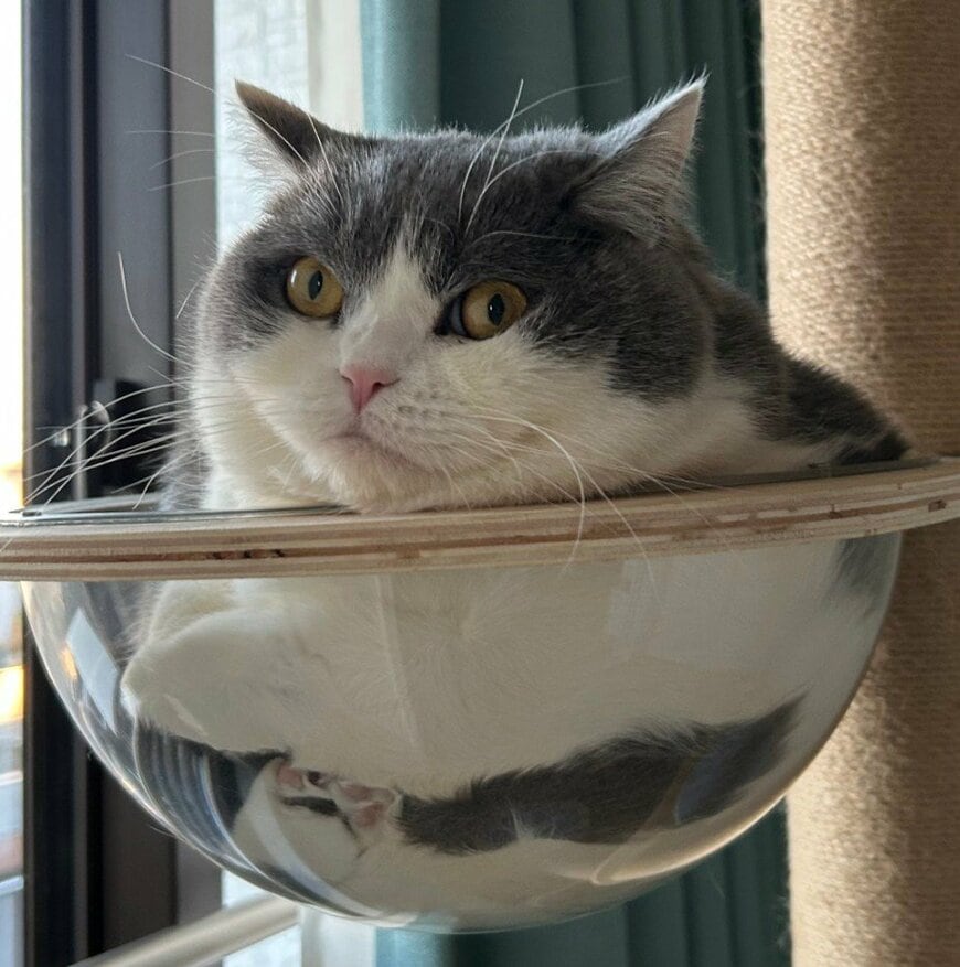 「おててかわいくないですか？」ボウルから溢れ出る猫の前足に飼い主も悶絶