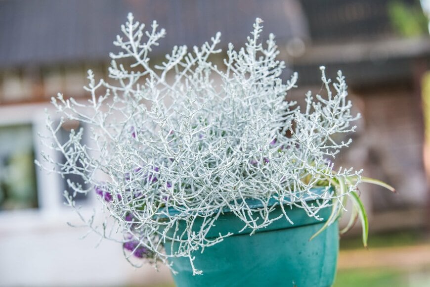 Sirle Kabanen/shutterstock.com