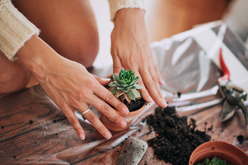 Milan Ilic Photographer/Shutterstock.com