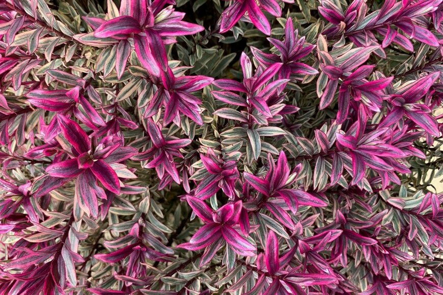 Joe Kuis /shutterstock.com