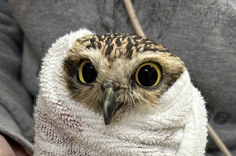 出所：@chimaki_anahori