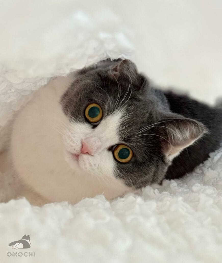 出所：@omochiomoching