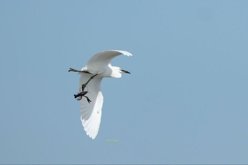 出所：@1373Tugumi