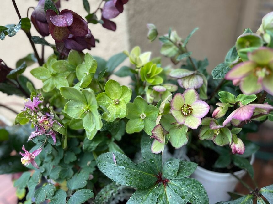 撮影：LIMOガーデニング部