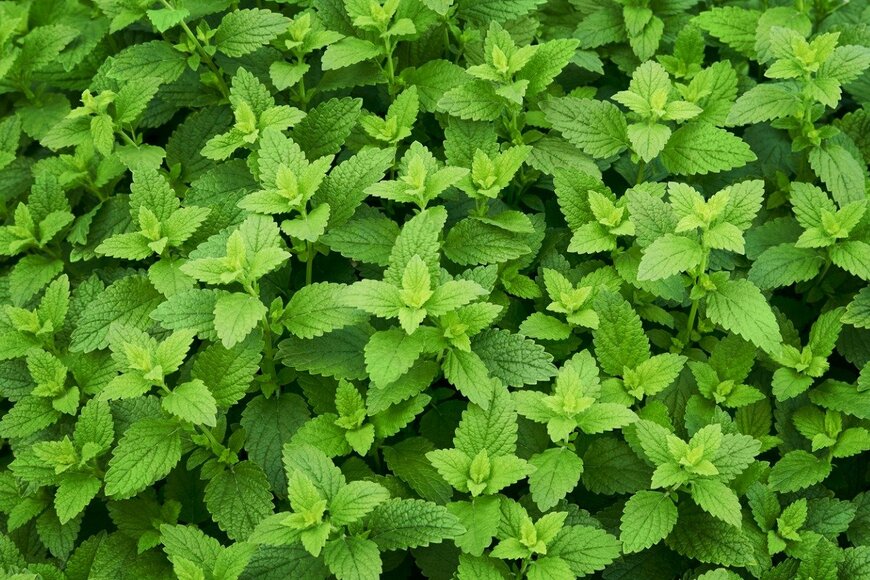 レモンバーム　　　Maryia Afanasyeva/istockphoto.com