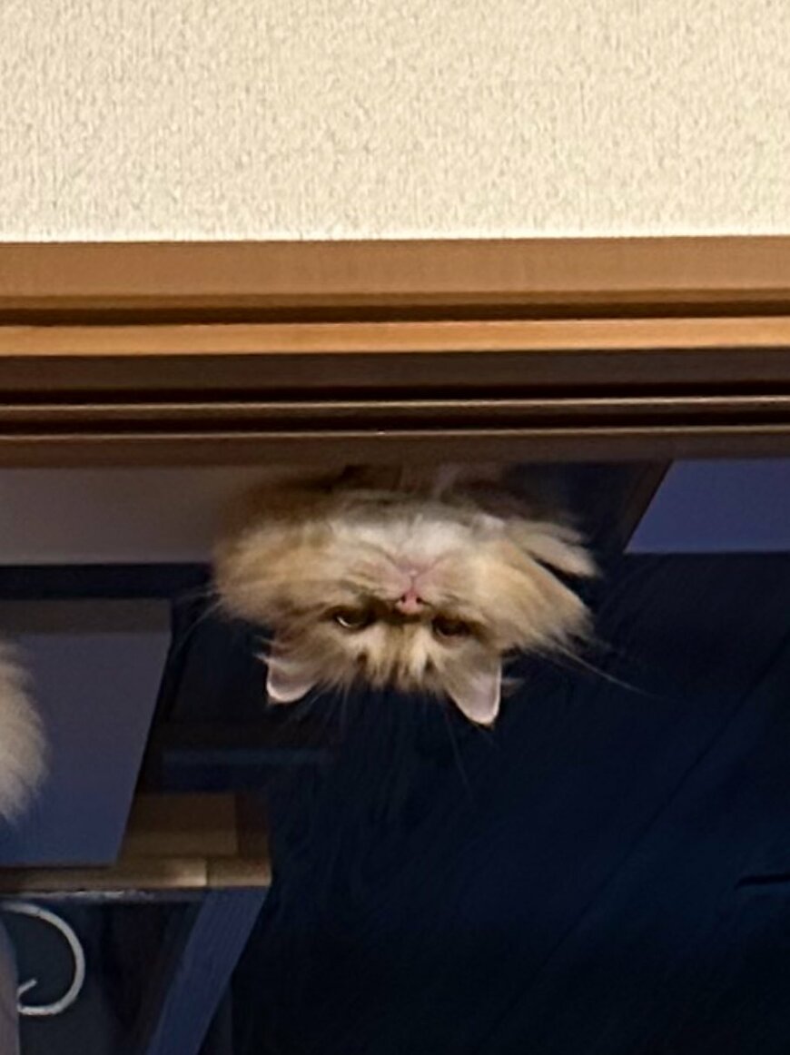 出所：@NEKOLAND13