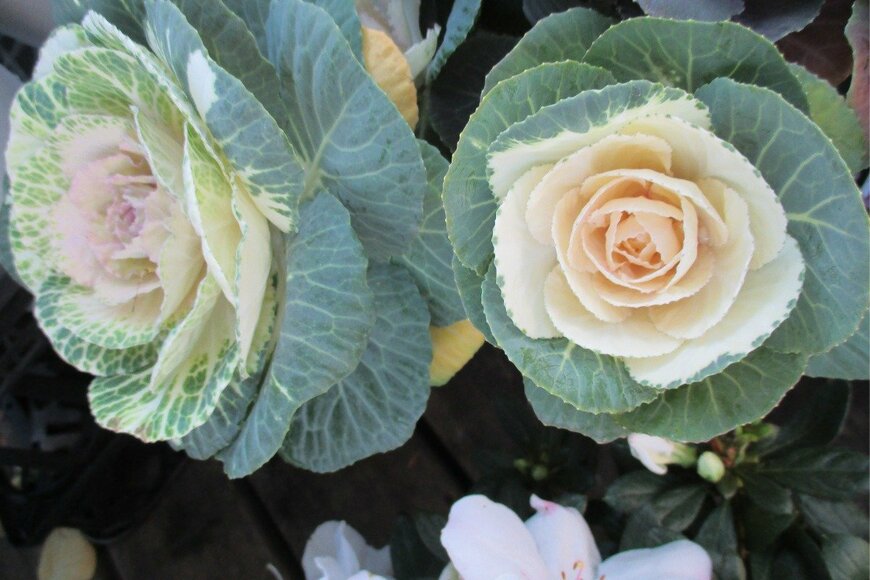 ハボタン　Yasuo Iwami/istockphoto.com