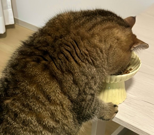 出所：@donguri_manchi