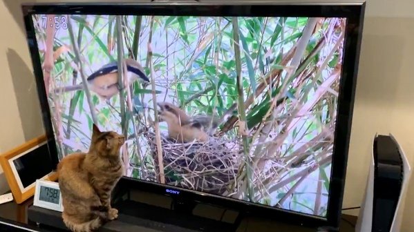 出所：@Adonis_Beginner