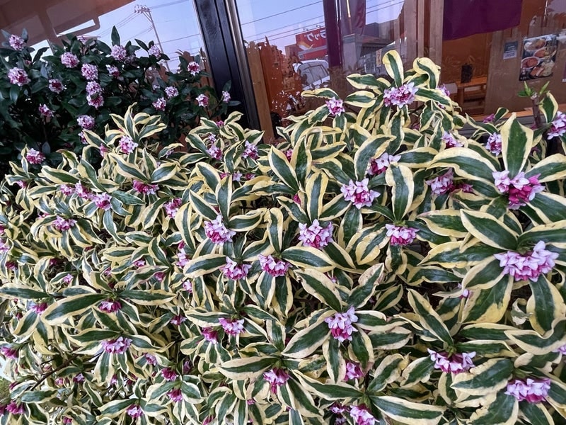 出所：假屋崎省吾のAmeba公式ブログ　参照日：2026-04-07