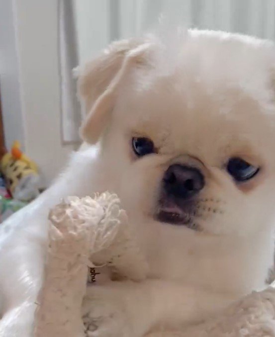 出所：@The_Mucho_World