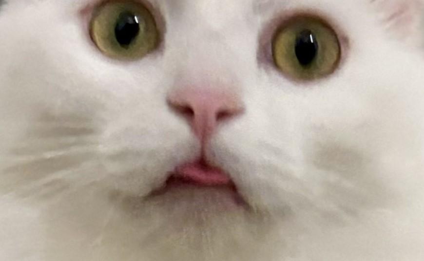 出所：@meltube_cat