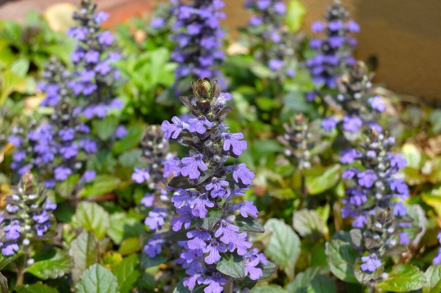 「うちの庭に植えてよかった！」グランドカバープランツ4つ。ローメンテで育てやすい常緑多年草、シックなカラーリーフ、甘い香りの花も！