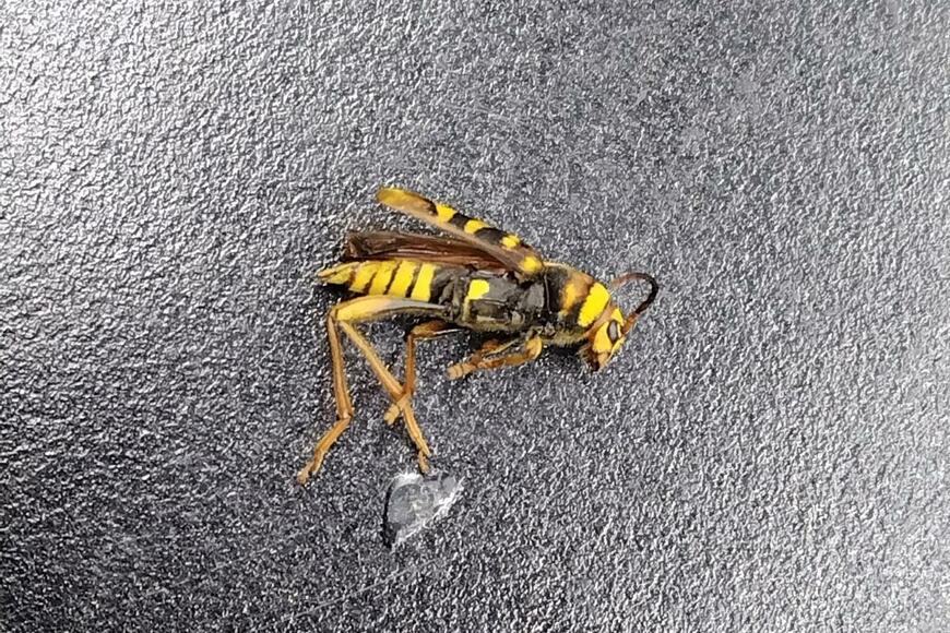 ハチのような「昆虫の正体」に思わず目を疑う　「自然界って面白い」「擬態レベル高い」