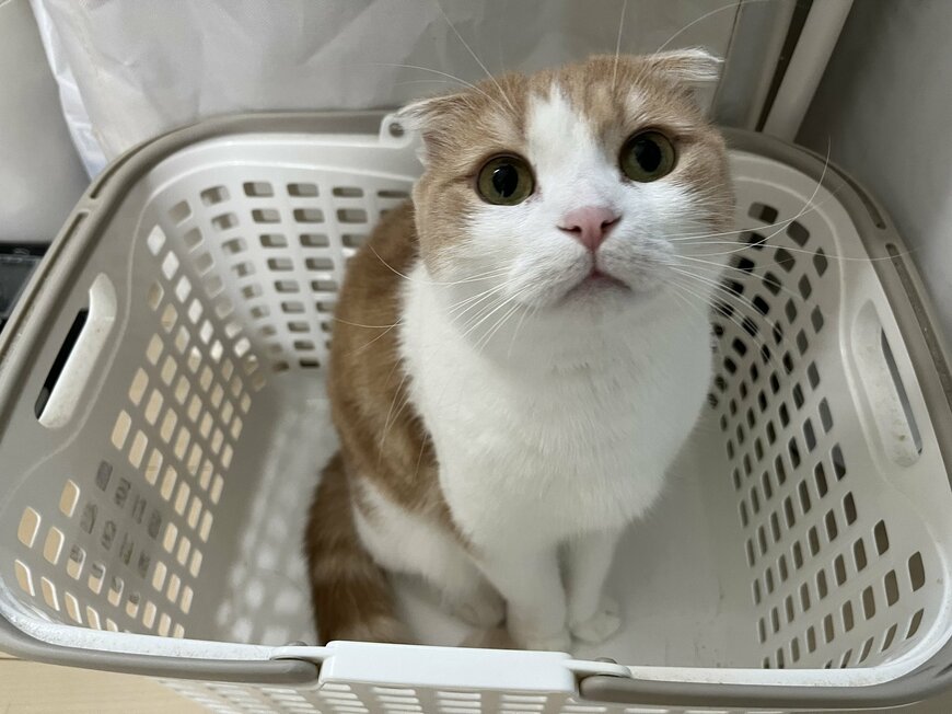 出所：@torotolo106106