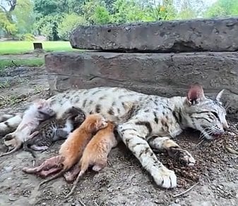 木の下で衰弱していた母猫と子猫たちを発見→無事に保護しシェルターでケア開始