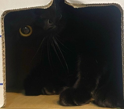 出所：＠Teagle_Noir