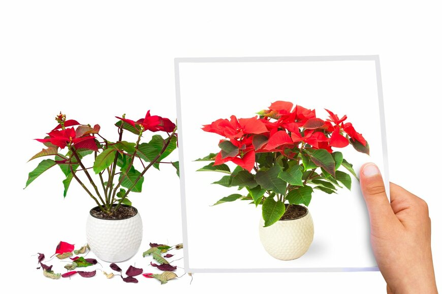 Elena Zajchikova/Shutterstock.com