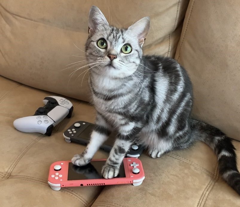 飼い主さんのゲームを阻止したい猫さん…あの手この手で止めてくる可愛い姿に20万反響