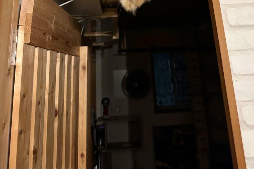 猫がいないと探した結果【1.6万バズ】天井から参上する光景に「忍者ww」と反響