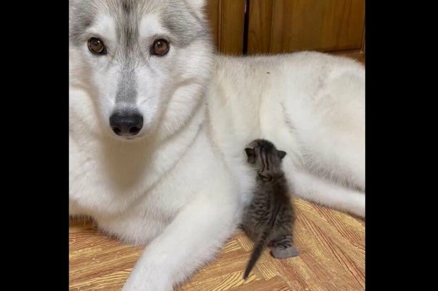 駐車場で保護した子猫と、母になったハスキー犬　尊い光景に反響