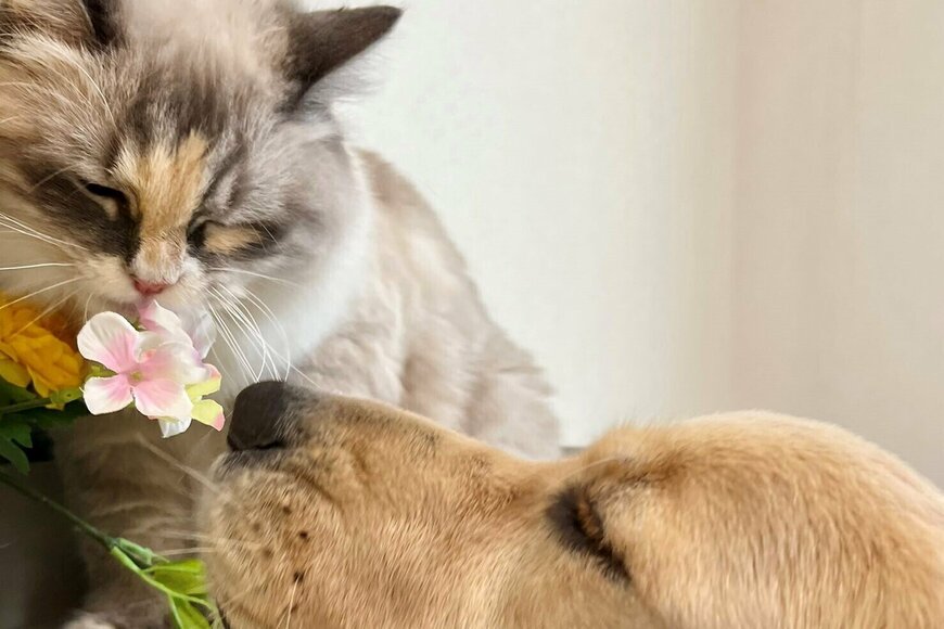 【猫のお花屋さん】クンクン…大好きな花屋さんごっこをする姉妹が可愛いとTwitterで話題に！