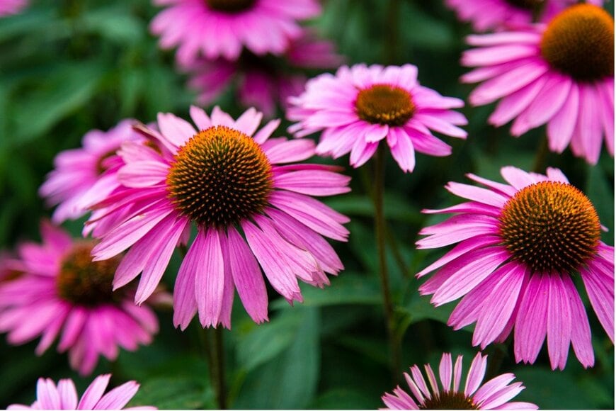 エキナセアの花が咲いている。花弁はピンク、中央部は茶色