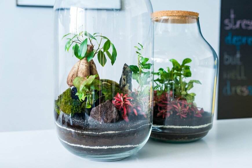 テラリウム。小さな瓶に高麗人参や植物が植えられている。