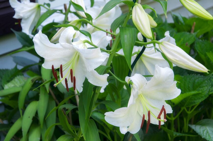 一輪でも華やかに香る「カサブランカ」