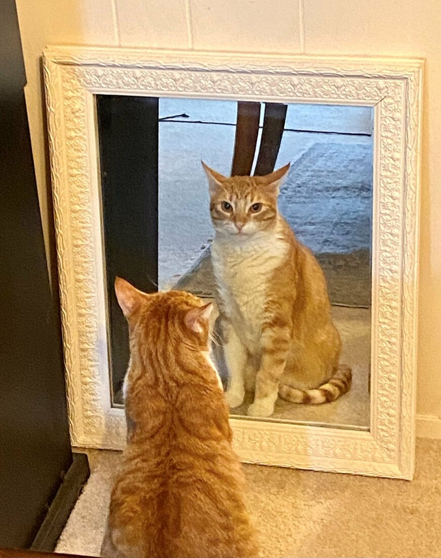 鏡に映る自分の姿を見つめる猫